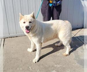 Huskies -Unknown Mix Dogs for adoption in Louisville, KY, USA