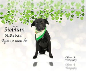 Labrador Retriever-Unknown Mix Dogs for adoption in Riverside, CA, USA