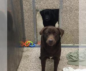 Labrador Retriever Dogs for adoption in Martinsburg, WV, USA