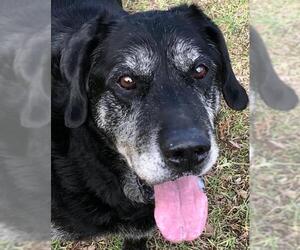 Labrador Retriever Dogs for adoption in Sparta, TN, USA