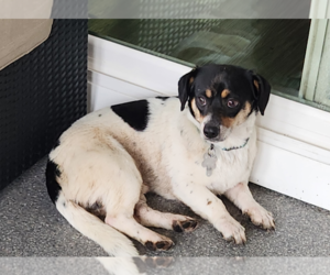 Chihuahua-Unknown Mix Dogs for adoption in Holly Springs, NC, USA