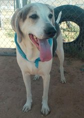 Medium Photo #1 Treeing Walker Coonhound Puppy For Sale in Apple Valley, CA, USA