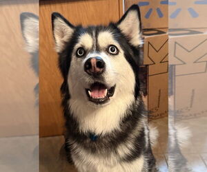 Siberian Husky Dogs for adoption in Cedar Crest, NM, USA