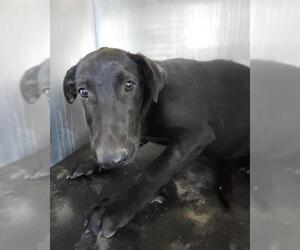 Labrador Retriever-Unknown Mix Dogs for adoption in San Antonio, TX, USA