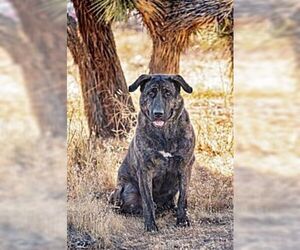 Labrador Retriever-Unknown Mix Dogs for adoption in Canyon Country, CA, USA