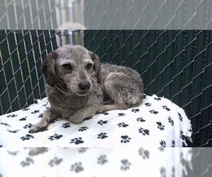 Dachshund-Unknown Mix Dogs for adoption in Downey, CA, USA