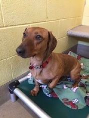 Dachshund Dogs for adoption in Canon City, CO, USA