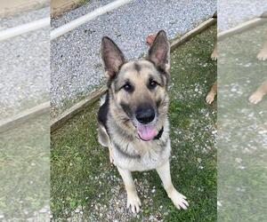 German Shepherd Dog Dogs for adoption in Mt. Airy, MD, USA