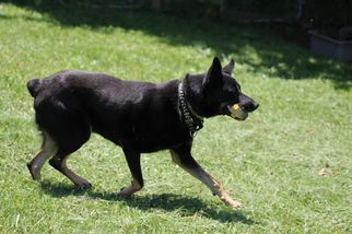 German Shepherd Dog Dogs for adoption in Chatham, VA, USA