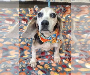 Beagle Dogs for adoption in New York, NY, USA