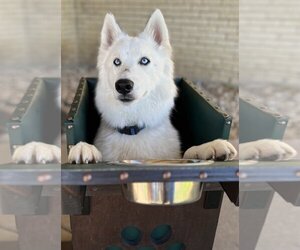 Siberian Husky-Unknown Mix Dogs for adoption in Carrollton, TX, USA