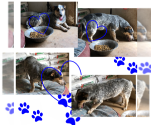 Bagle Hound Dogs for adoption in Tracy City, TN, USA