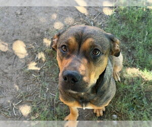 German Shepherd Dog-Unknown Mix Dogs for adoption in Tulsa, OK, USA