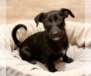 Mutt Dogs for adoption in Genesee, WI, USA