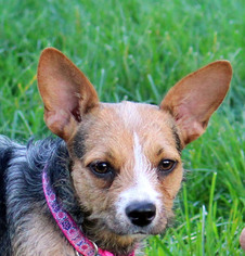 Medium Photo #102 Mutt Puppy For Sale in Antioch, CA, USA