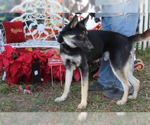 Australian Shepherd-Siberian Husky-German Shepherd Dog Mix Dogs for adoption in Holly Hill, SC, USA