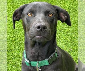 Labrador Retriever-Unknown Mix Dogs for adoption in San Diego, CA, USA
