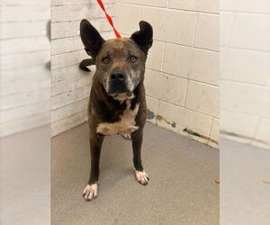 American Pit Bull Terrier Dogs for adoption in San Bernardino, CA, USA