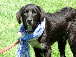 Labrador Retriever Dogs for adoption in Yakima, WA, USA