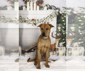 Mutt Dogs for adoption in Foristell, MO, USA
