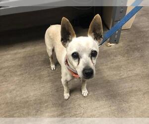 Chihuahua Dogs for adoption in Pasadena, CA, USA