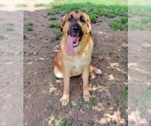 Golden Retriever-Saint Bernard Mix Dogs for adoption in Lewistown, PA, USA
