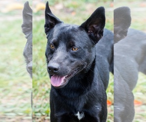 Schipperke Dogs for adoption in Miami, FL, USA