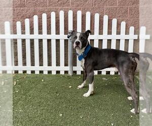 American Pit Bull Terrier Dogs for adoption in Modesto, CA, USA