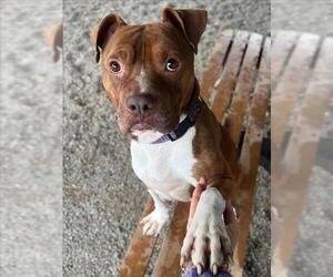 Mutt Dogs for adoption in Woodland, CA, USA