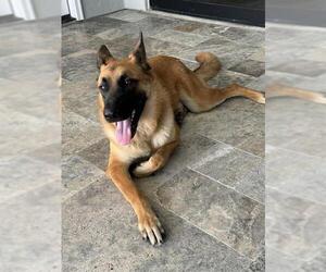 Mutt Dogs for adoption in San Antonio, TX, USA