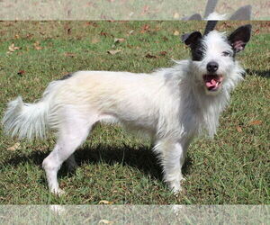 Mutt Dogs for adoption in Prattville, AL, USA