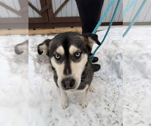 Siberian Husky Dogs for adoption in Woodsfield, OH, USA