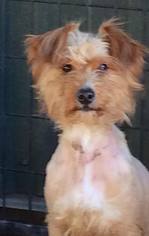 Mutt Dogs for adoption in Penngrove, CA, USA