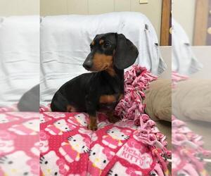 Dachshund Dogs for adoption in Williston, VT, USA