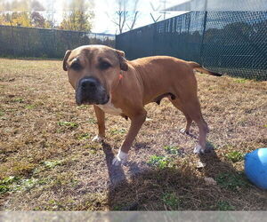 Staffordshire Bull Terrier-Unknown Mix Dogs for adoption in Springfield, MA, USA