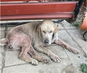 Labrador Retriever Dogs for adoption in San Antonio, TX, USA