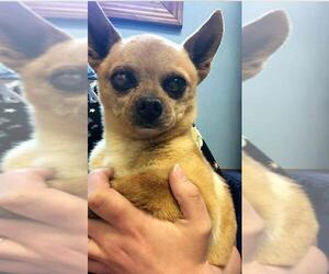 Chihuahua-Unknown Mix Dogs for adoption in Harrisburg, PA, USA