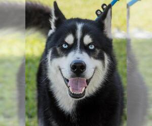 Australian Shepherd-Siberian Husky Mix Dogs for adoption in Miami, FL, USA