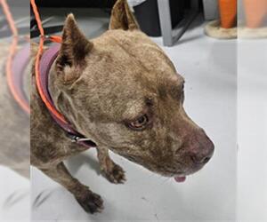 American Pit Bull Terrier Dogs for adoption in Temple, TX, USA