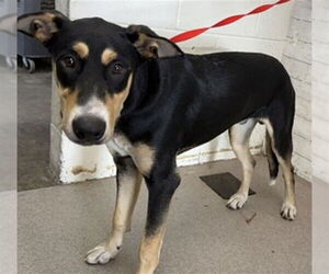 Mutt Dogs for adoption in San Bernardino, CA, USA