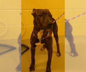 Mutt Dogs for adoption in Sanford, FL, USA