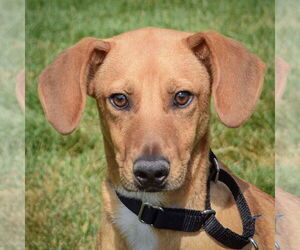 Beagle-German Shepherd Dog Mix Dogs for adoption in Huntley, IL, USA