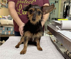 Dachshund-Unknown Mix Dogs for adoption in Benton, LA, USA