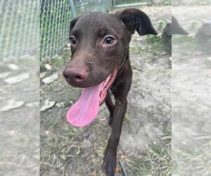 American Pit Bull Terrier-Labrador Retriever Mix Dogs for adoption in Peoria, IL, USA