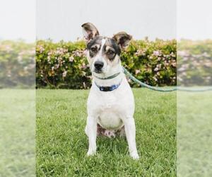 Jack-A-Bee Dogs for adoption in El Cajon, CA, USA