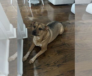 Beagle-Unknown Mix Dogs for adoption in New Orleans, LA, USA
