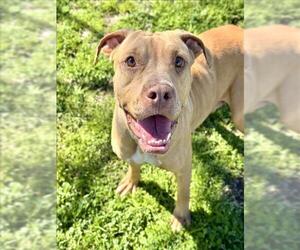 American Pit Bull Terrier-Unknown Mix Dogs for adoption in Conroe, TX, USA