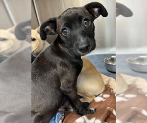 Labrador Retriever-Unknown Mix Dogs for adoption in Baytown, TX, USA