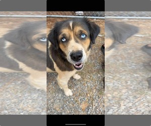 Australian Shepherd-Unknown Mix Dogs for adoption in Stratham, NH, USA