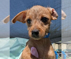 Chihuahua-Unknown Mix Dogs for adoption in Tempe , AZ, USA